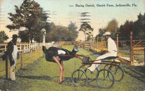 RACING OSTRICH FARM JACKSONVILLE FLORIDA BLACK AMERICANA POSTCARD 1910