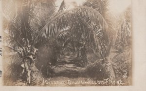 RPPC COCOANUT GROVE STUART FLORIDA BALL REAL PHOTO POSTCARD (c. 1905)