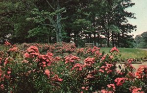 Vintage Postcard 1910's The Botanical Gardens Robinhood Roses Norfolk Virginia