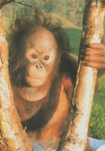 Gordon The Orangutan Monkey Rescue Centre Dorset Postcard