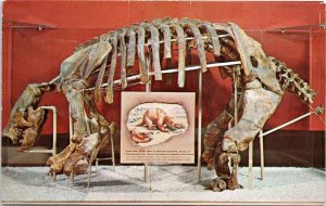 Postcard AZ Springerville Museum of Northern Arizona Ground Sloth 1960s V207