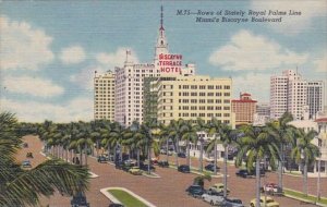 Florida Miami Rows Of Stately Royal Palms Line Miami's Biscayne Boulevar...