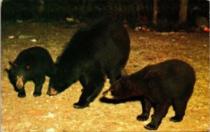 Mother Bear Cubs Parks Forests Postcard PM Quaker Bridge NY Cancel WOB Note VTG