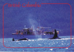 Killer Whale Watching British Columbia Canada