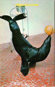 Postcard FL St. Petersburg Beach - Aquatarium - seal balancing ball