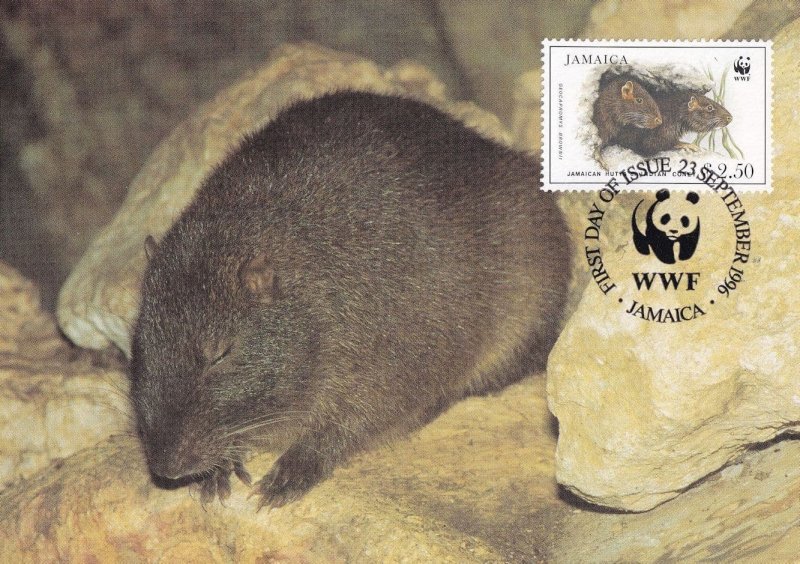 Jamaica Hutia Rat WWF Stamp First Day Cover Postcard