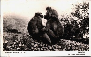 Gibraltar The Famous Rock Monkeys Vintage RPPC C043