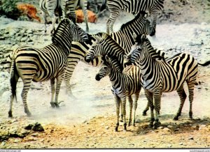 South Africa Burchell's Zebra