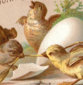 1880s W.G. Campbell Edwin C. Burt Fine Shoes Baby Chicks Birds Lot Of 3 F153