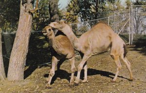 CALGARY , Alberta , Canada , 50-60s; Camels Hill & Hump , Zoo