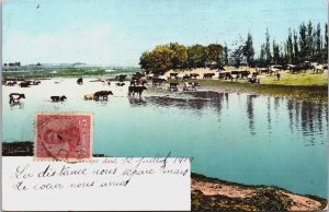 Argentina Arroyo Azul Cows Postcard C204