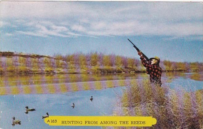 Duck Hunting From Among The Reeds