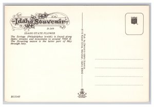 Idaho State Flower The Syringa Postcard Continental View