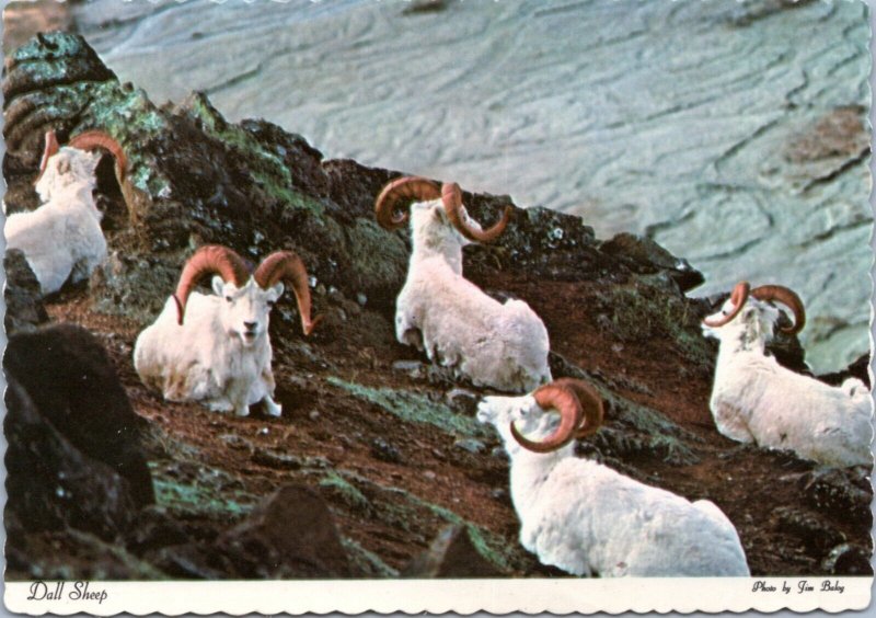 Postcard Animal - Dall Sheep in Alaska