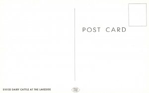 Vintage Postcard Dairy Cattle at The Lakeside Greetings From St. Louis Michigan