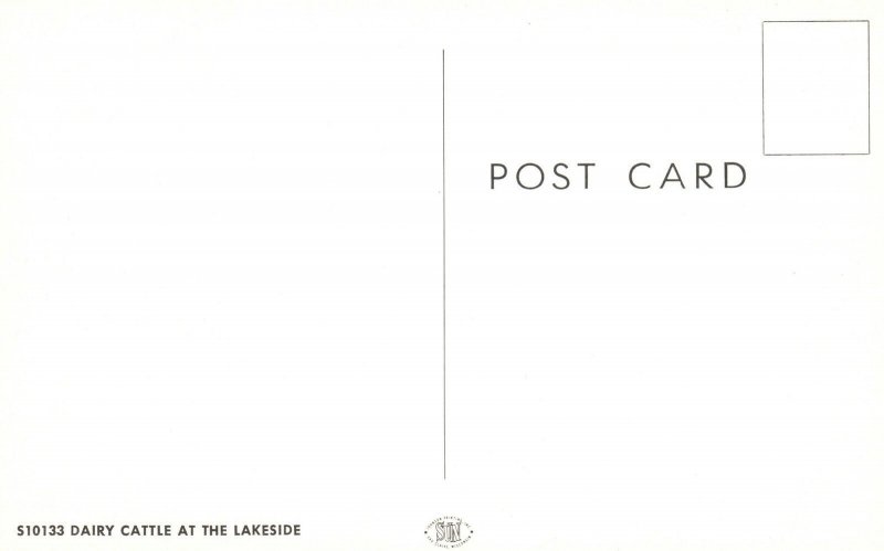 Vintage Postcard Dairy Cattle at The Lakeside Greetings From St. Louis Michigan