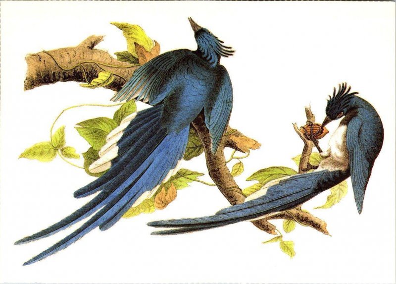 2~4X6 Postcards  MAGPIE JAY & BLACK-CROWNED NIGHT HERON 1987 John Audubon Birds