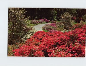 Postcard Azalea And Dog Wood In Bloom At The Biltmore House & Gardens NC USA