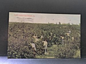 Postcard  1910 View of a Peach Orchard near Atlanta, GA.   Y9