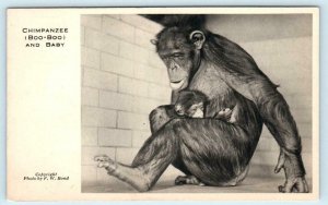 LONDON ZOO, England ~ BOO BOO Chimpanzee & Baby ca 1930s  Postcard