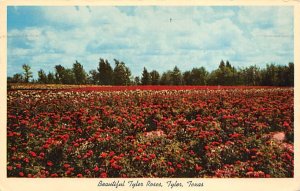 Rose Capital Of The World - Tyler, Texas TX