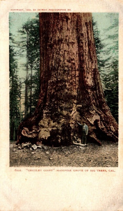 California Mariposa Grove Of Big Trees Grizzly Giant Detroit Pubishing