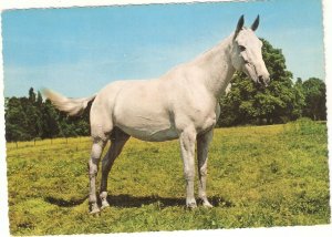 Horse in the fields Nice modern German photo postcard