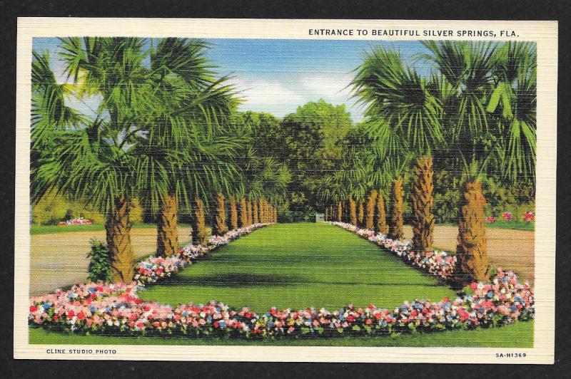 Entrance with Palm Trees Silver Springs Florida Unused c1935