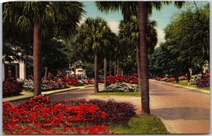 Savannah Georgia GA, 1954 Azaleas in Bloom, Victory Drive, Vintage Postcard