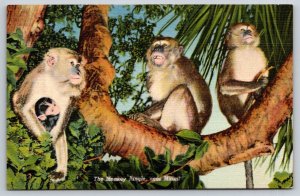 1954  The Monkey Jungle   Miami  Florida  Postcard