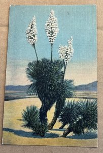 VINTAGE .01 LINEN POSTCARD UNUSED - DESERT YUCCA