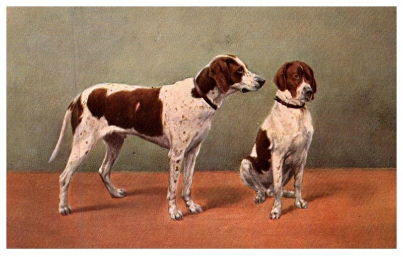 Dog ,  Spaniels