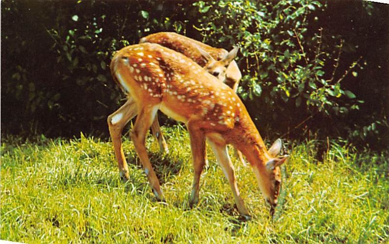 Spotted Deer Unused 