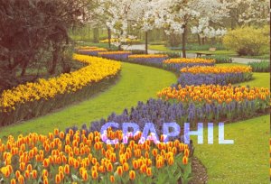 Postcard Modern KEUKENHOF SMOOTH-HOLLAND