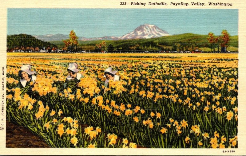 Washington Puyallup Vlley Women Picking Daffodils Curteich