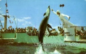 Porpoises - Marineland, Florida FL  