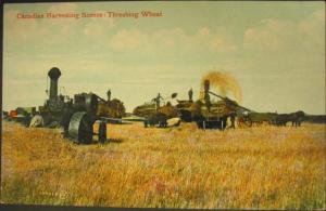 Canadian Harvesting Threshing Wheat c1910 Postcard