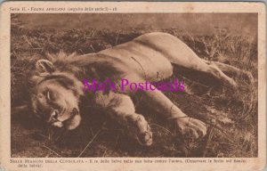 Animals Postcard - Dead Lion, Africa, Nelle Missioni Della Consolata RS37592