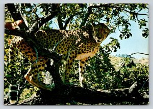 Cheetah In South West Africa 4x6 Vintage Postcard 0460