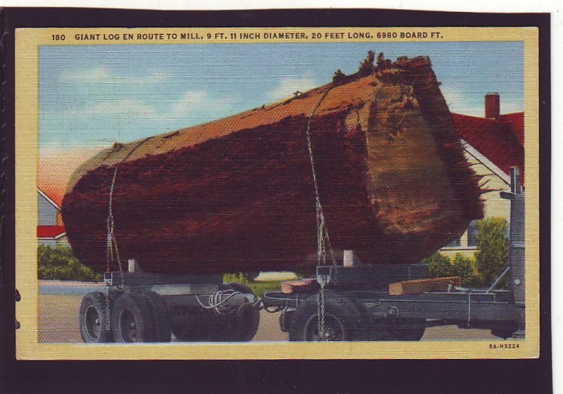 P1624 1947 pm postcard giant log to mill, logging truck