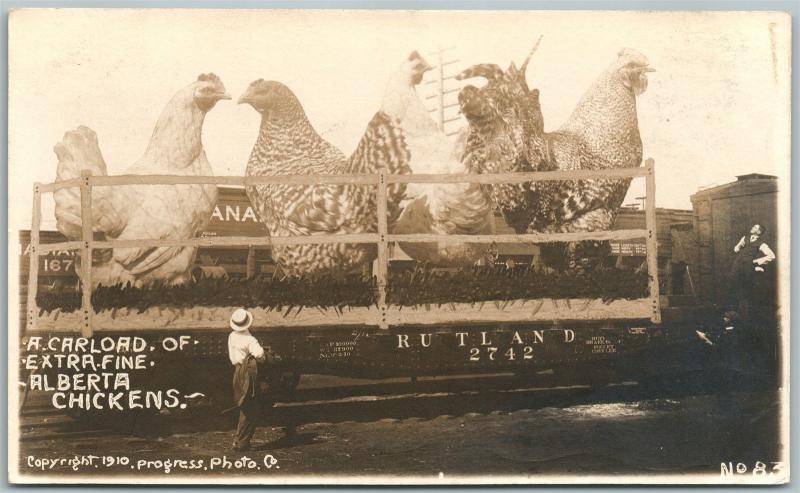 ALBERTA CANADA EXAGGERATED CHICKENS 1910 ANTIQUE REAL PHOTO POSTCARD RPPC