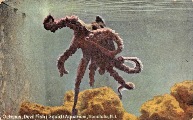 HONOLULU HAWAIIAN ISLANDS~OCTOPUS-DEVIL FISH-SQUID AQUARIUM POSTCARD