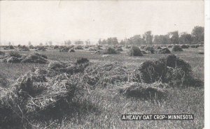 Minnesota A Heavy Oat Crop