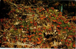 Butterfly Trees,Pacific Grove,CA BIN