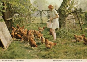 Farming Lady at Langleybury Feeding The Farm Hens Hertfordshire Postcard