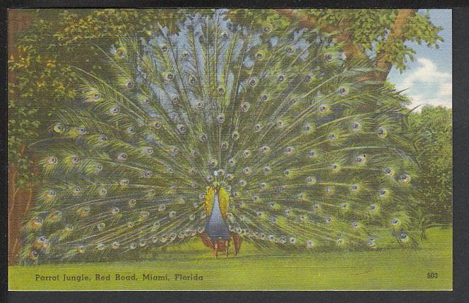 Peacock Parrot Jungle Miami FL Post Card 5098