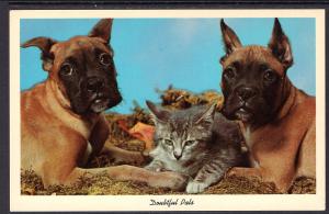 Doubtful Pals,Cat and Two Dogs