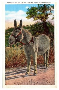 Vintage Rocky Mountain Canary Looking for a Tenderfoot, Burro, Donkey, Postcard