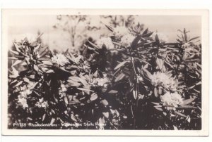 Rhododendrons, Washington State Flower, Vintage Real Photo Postcard, RPPC