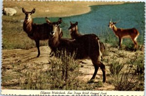 Postcard - Ellipsen Waterbuck, San Diego Wild Animal Park - San Diego, CA